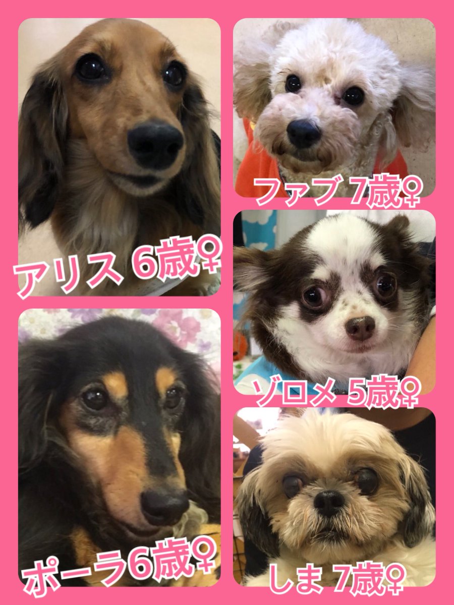 🐾今日の里親様募集中ワンコ🐶メンバーです🐾2019,9,9